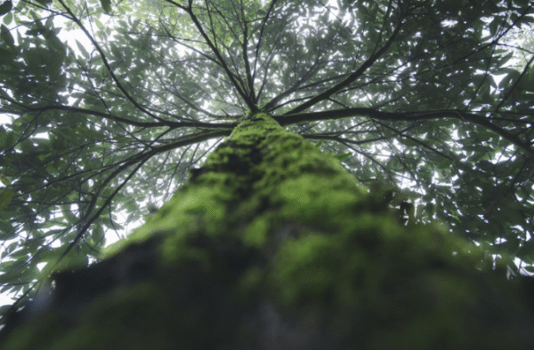 Sustainability